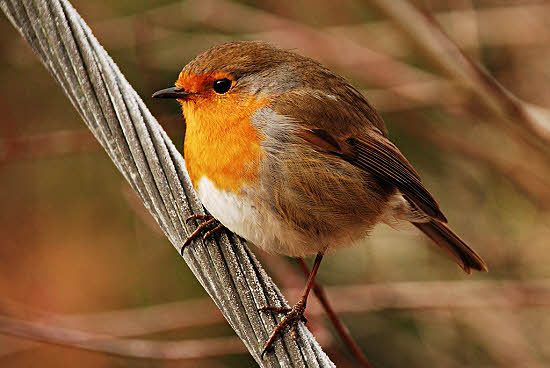 One of our very tame and friendly railway robins